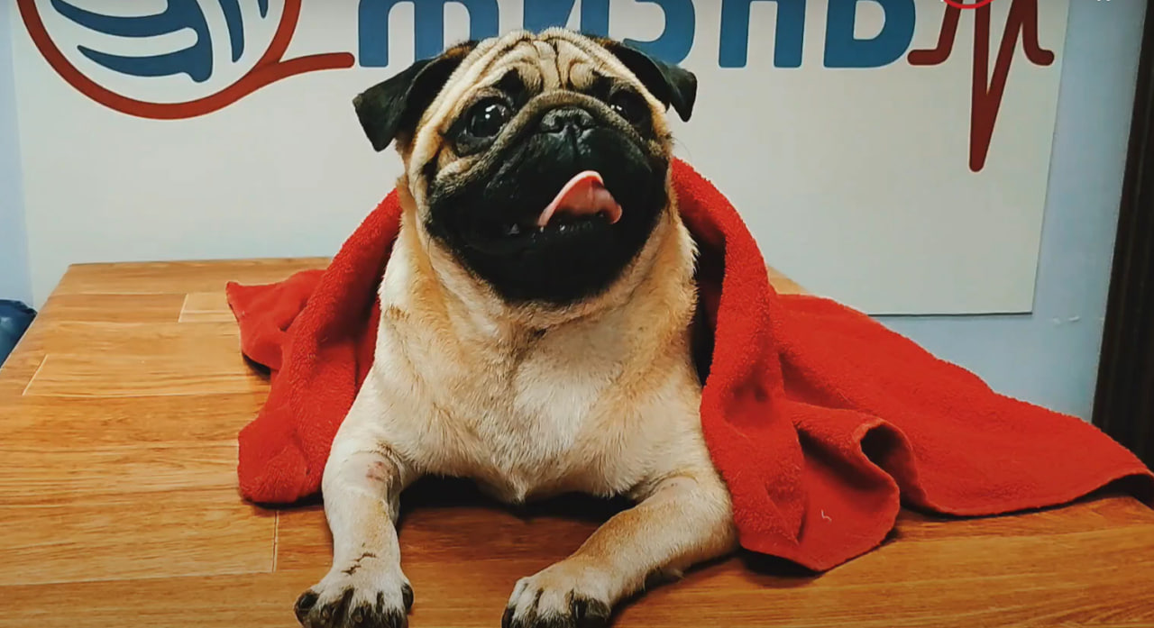 Ветеринарная клиника в Калуге \"Жизнь\" смотреть онлайн видео от ...