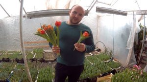 Вирощування тюльпанів. Тюльпан Вікінг. Tulips Viking / Выращивание тюльпанов. Тюльпан Викинг