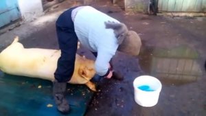 Как девки свинью закололи