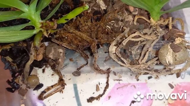 09.02.2022 Пересадка 2 . Наступаю на одни и те же грабли. смотреть онлайн