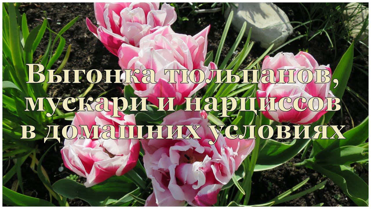 Выращиваем ТЮЛЬПАНЫ дома. 1 // Forcing bulbs. The Potting Process
