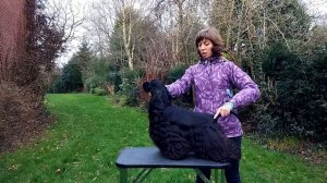 Стойка Американского Кокера