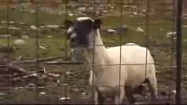 Человеческий смех овцы смотреть онлайн