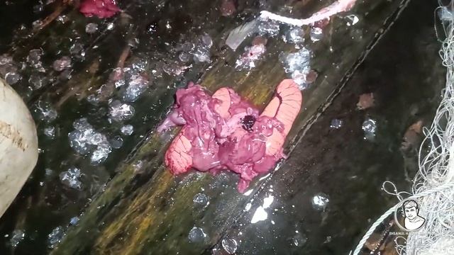 গভীর সাগরে জেলের জালে বড় বড় ইলিশ! | লোনা জলের জীবন | পর্ব-৬ | বর্ষা-২০২৩ | Sea Fishing Bangladesh смотреть онлайн