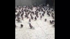 Бакинские шейки бойные летные голуби/Пермские высоколетные голуби/Голуби красные чубатые