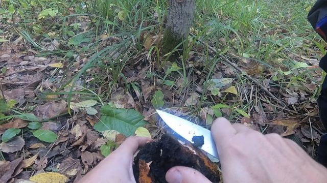 Грибы 2019. Тихая охота в Калужской области, осень 2019 года. Сбор подосиновиков. смотреть онлайн