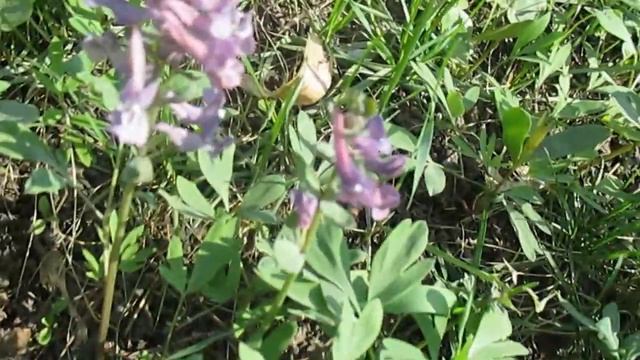 Поляна хохлатки/Glade Corydalis смотреть онлайн