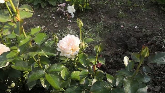 Роза Сувенир Баден- Баден ( Rose Souvenir Baden- Baden) смотреть онлайн