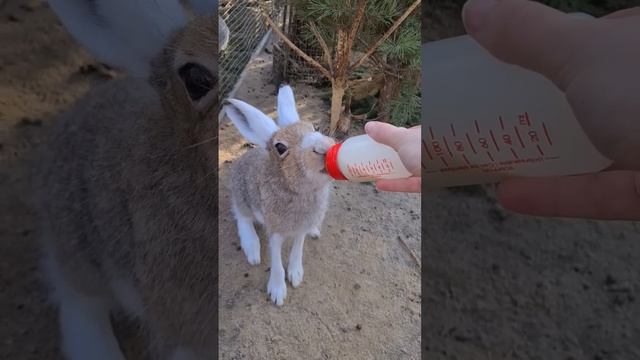 Кнопочка готова всё отдать за молоко! Даже своё молоко смотреть онлайн