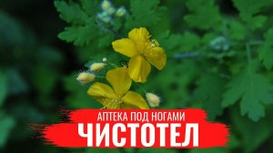 ЧИСТОТЕЛ \ Полезные свойства \ Правила сбора \ Как заготовить? \Аптека под ногами