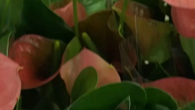 Anthurium Andreanum PINK