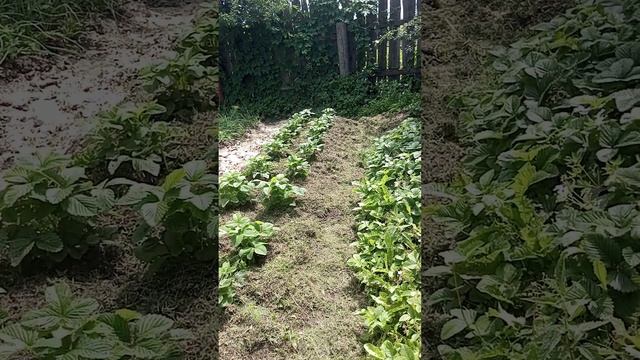 Наша дача. Музей старинных вещей. Клубника?. смотреть онлайн