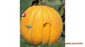 Дыня обыкновенный Эфиопка (efiopka) ? дыня Эфиопка обзор: как сажать семена дыни Эфиопка