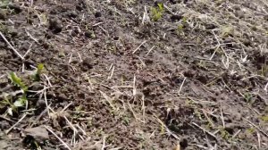 Летний посев люцерны