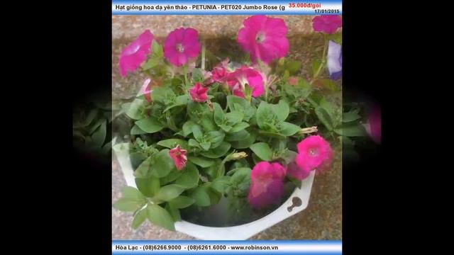 Giống hoa Dạ yên thảo viền hồng cánh sen смотреть онлайн