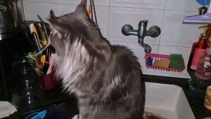 Maine Coon talking. Говорящий Мейн Кун Тоби.3 июня 2021 г.