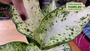 Диффенбахия Ами - обзор сорта | Декоративно лиственное растение для домашнего озеленения