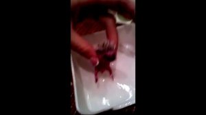 Африканские белобрюхие декоративные ёжики