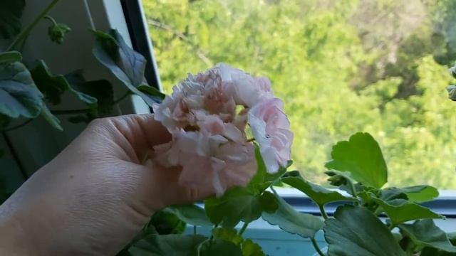 Обзор цветущих пеларгоний на конец мая. смотреть онлайн