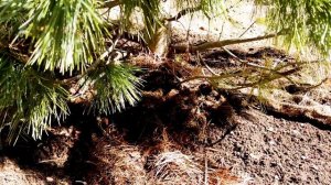 Лечение деревьев. Часть  3