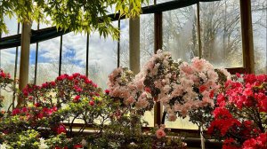 Такого я еще не видела! Невероятное цветение азалий. Муж меня хочет выгнать из дома. Мой улов.