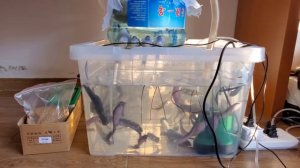 Клариевый сом. Часть #6. Выращивание в Китае. Взвешиваание рыбы. Итоги кормления больше 5 %.