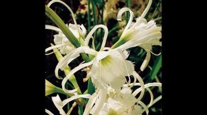ИСМЕНА или ГИМЕНОКАЛЛИС  (HYMENOCALLIS -ISMENE)  сем. Амарилисовые