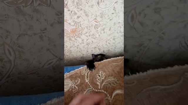 дикая тварь, из дикого леса