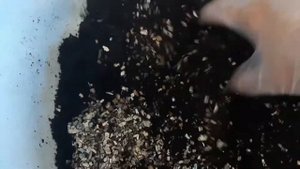 Авокадо ? из косточки! Пересадка в другой горшок.