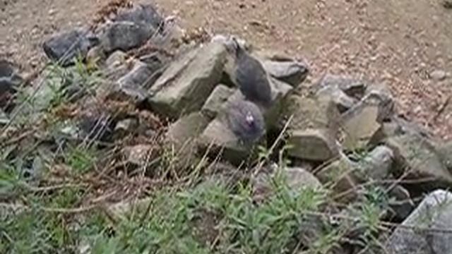 Helmparelhoen (Numida meleagris) смотреть онлайн