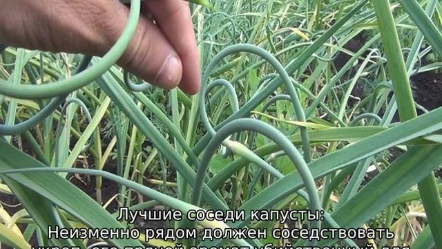 Что посадить рядом с капустой смотреть онлайн