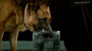 Собака пьет воду в замедленной съемке (Slow Motion)