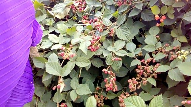 Ожина,огляд сортів. смотреть онлайн