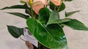 Цветы Вместе - Антуриум Залм Anthurium Zalm 14/45 (редкий сорт)