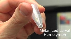 Drosophila hemolymph collection procedure