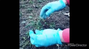 ГОРШЕЧНЫЕ РОЗЫ ПРЕКРАСНО ПРИЖИВАЮТСЯ В ОТКРЫТОМ ГРУНТЕ