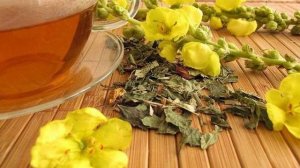 Выводим МОКРОТУ и СЛИЗЬ из ЛЁГКИХ природными средствами: отвар коровяка с мёдом!