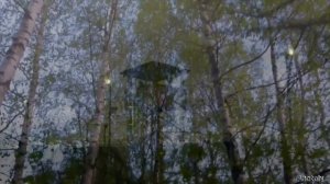 Михаил Гулько. Березы на зоне.
