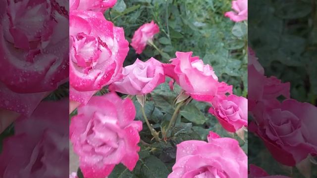 розы 16.06.23 смотреть онлайн