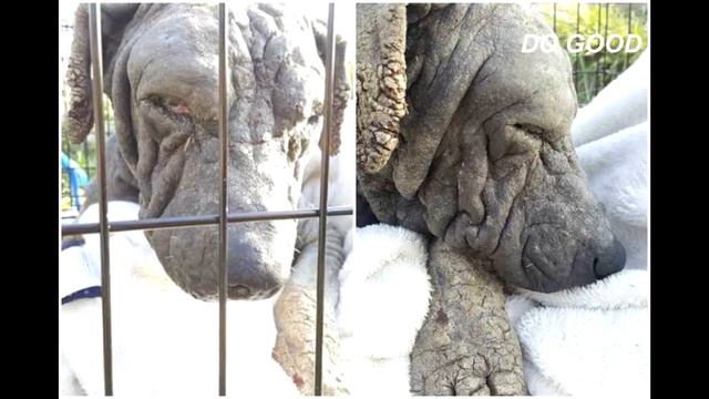 Больную окаменевшую собаку пытались спасти целый год смотреть онлайн