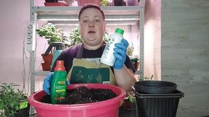 АЛИССУМ СНОУ ПРИНЦЕСС!!!Уход за маточниками!