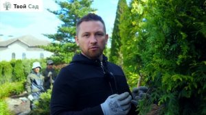 Туи: выбор и посадка #туи