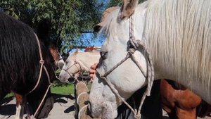 жизнь на ранчо в сша | штат вашингтон