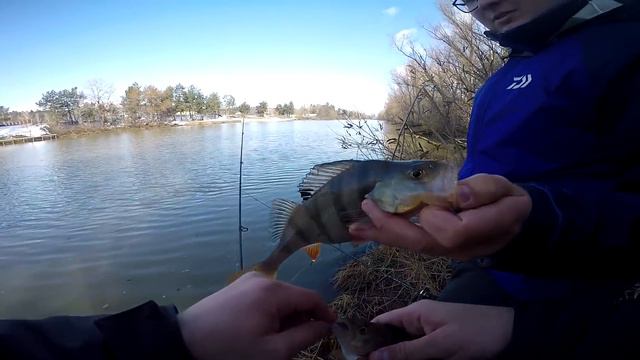 ОКУНЬ с КАЖДОГО ЗАБРОСА! Такого еще НЕ БЫЛО! смотреть онлайн
