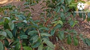 Растительный мир Бразилии.  5 часть. Мушмула. Гуава. Азалия. Красная справедливость