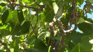 ИНЖИР или ФИГОВОЕ ДЕРЕВО или СМОКОВНИЦА (Inzhir. Fig tree. Ficus. Turkey)