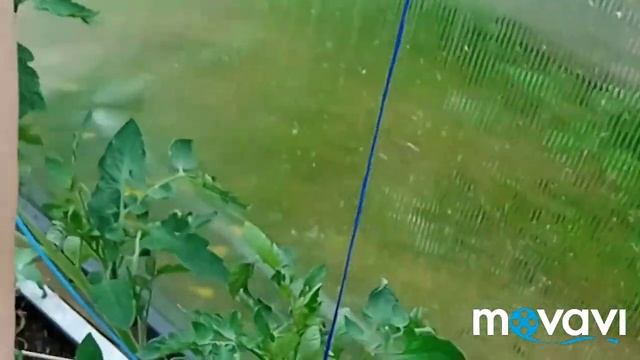 подвязка томатов скользящей петлёй смотреть онлайн