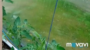подвязка томатов скользящей петлёй