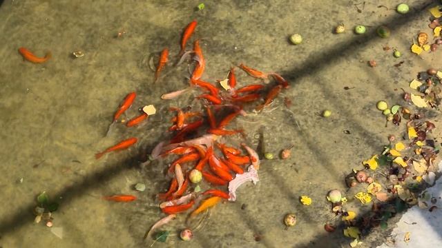 Красные рыбки накинулись на мясо! Тайган смотреть онлайн