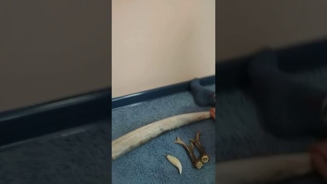 Бивень моржа) смотреть онлайн